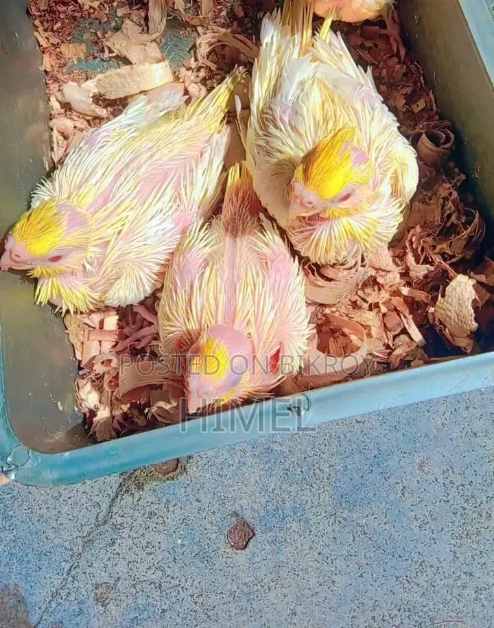 Cockatiel Super Tame Size Baby