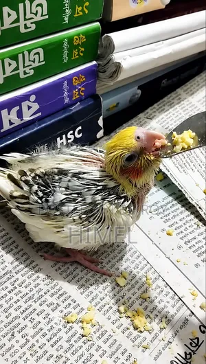 Cockatiel Super Tame Size Baby