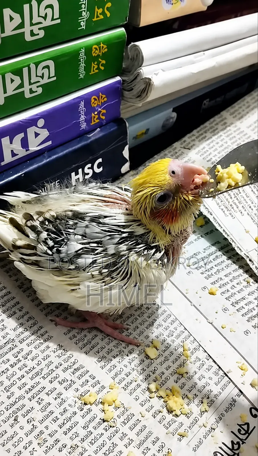 Cockatiel Super Tame Size Baby
