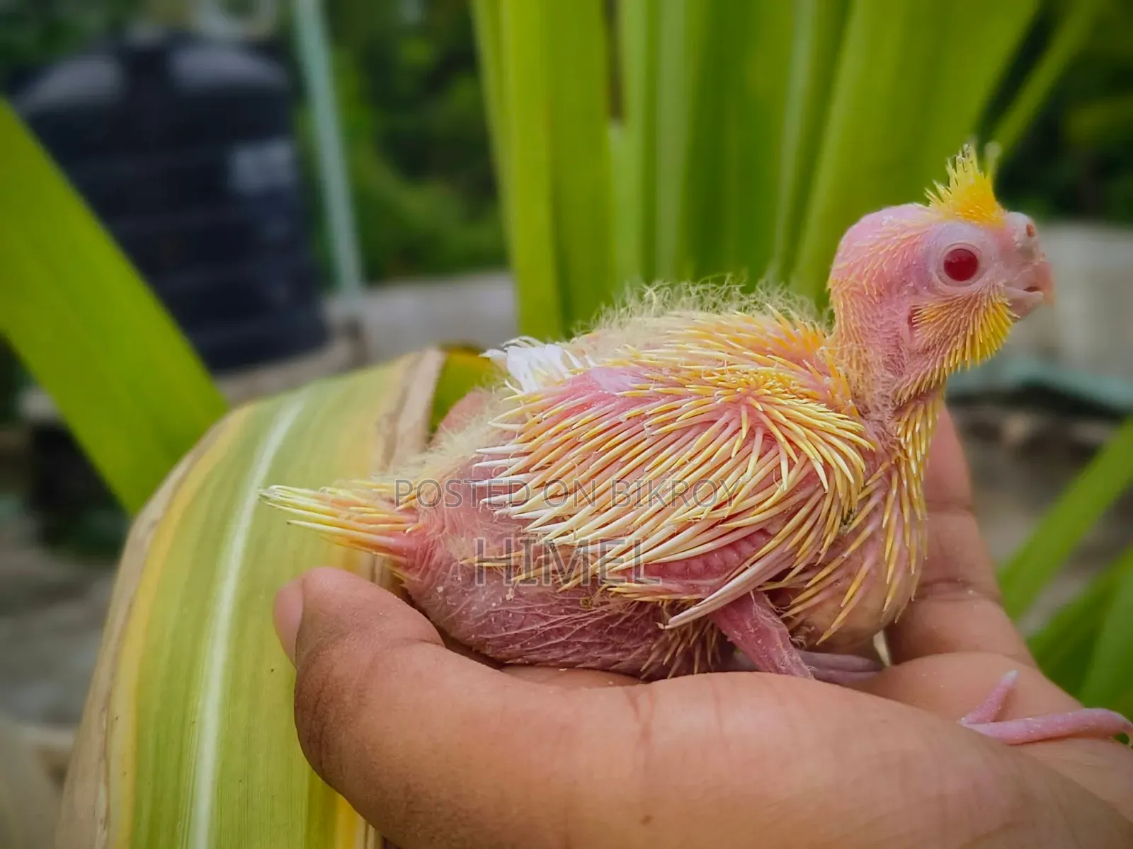 Cockatiel Super Tame Size Baby