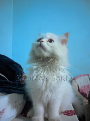 ১+ বছর ফিমেল পিওরব্রেড পার্সিয়ান