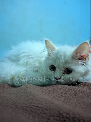 ১+ বছর ফিমেল পিওরব্রেড পার্সিয়ান