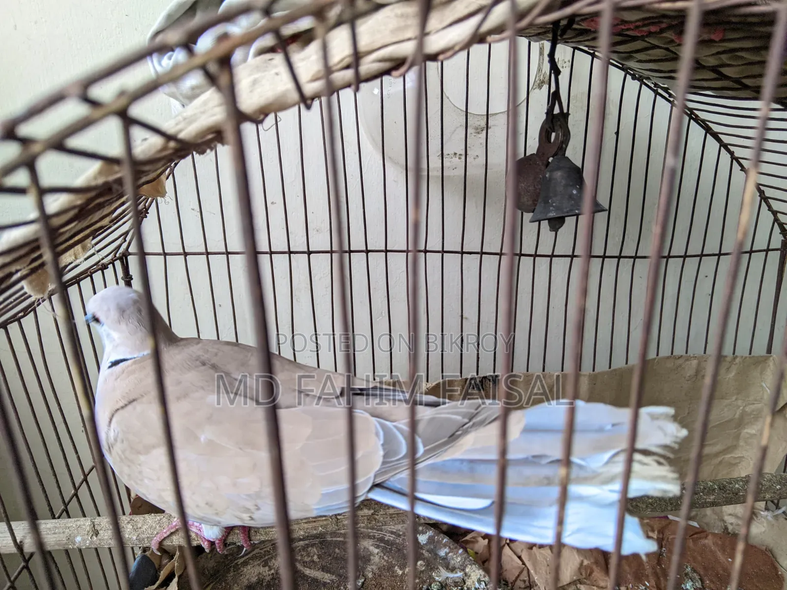 সেরা ঘুঘু পাখি নর