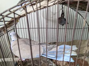 সেরা ঘুঘু পাখি নর