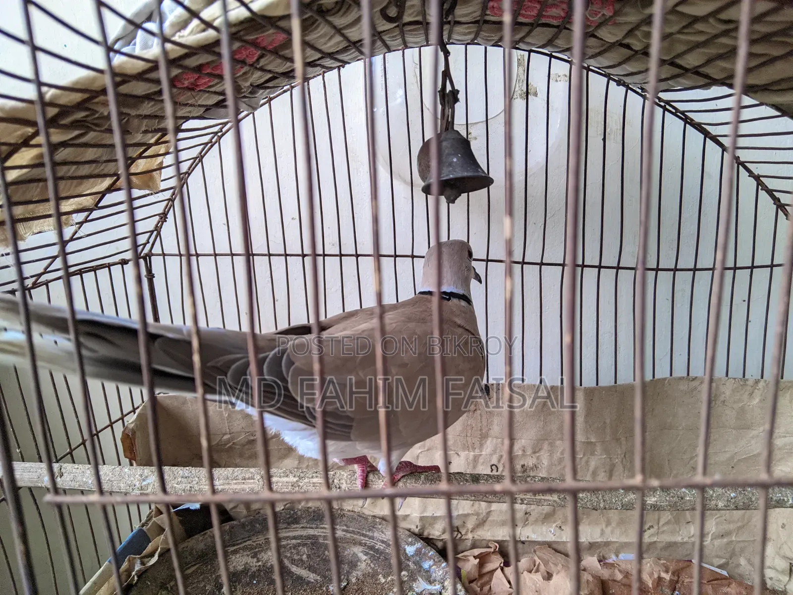 সেরা ঘুঘু পাখি নর