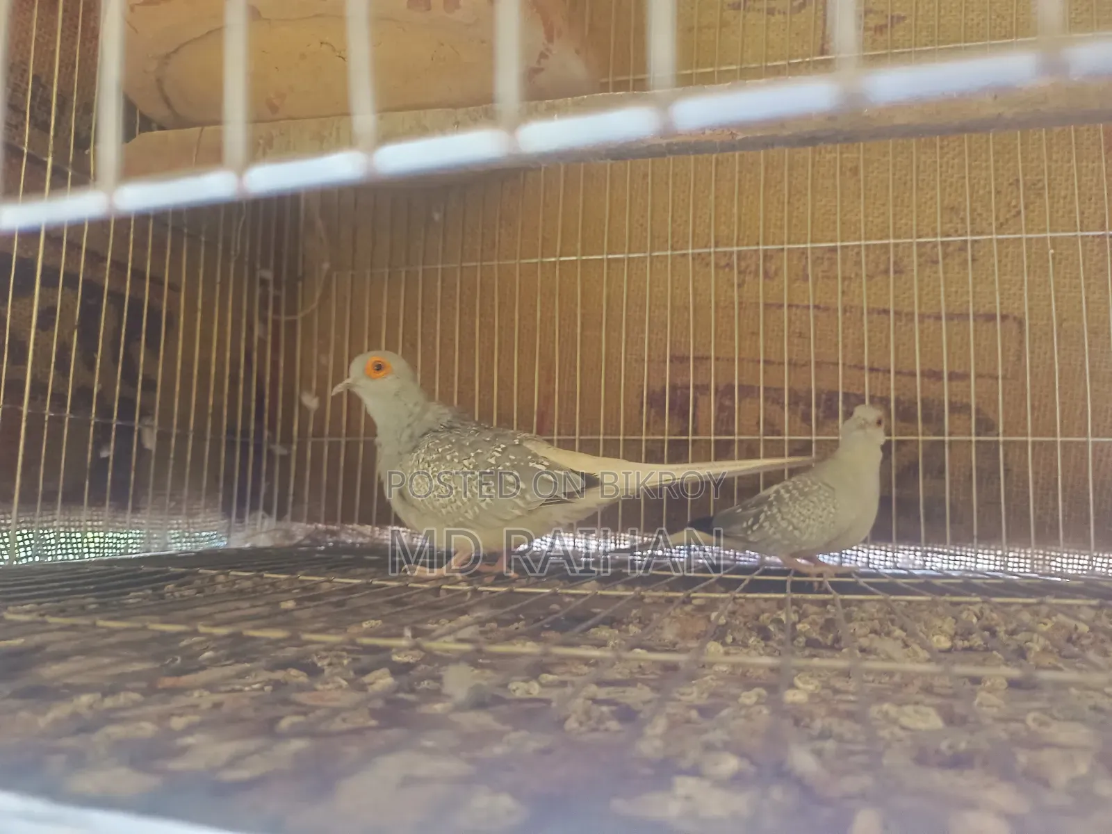 Diamond Dove 2 Pairs with Cage