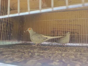Diamond Dove 2 Pairs with Cage
