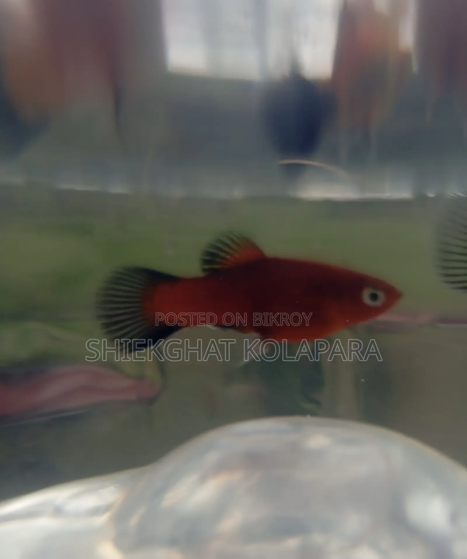 Platy Fish Aquarium Fish