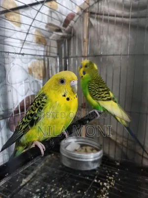 Budgerigar Bird