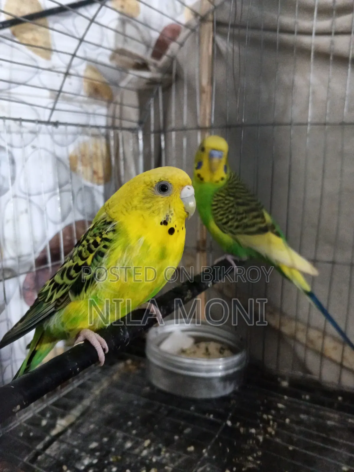 Budgerigar Bird