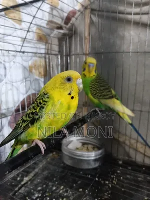 Budgerigar Bird