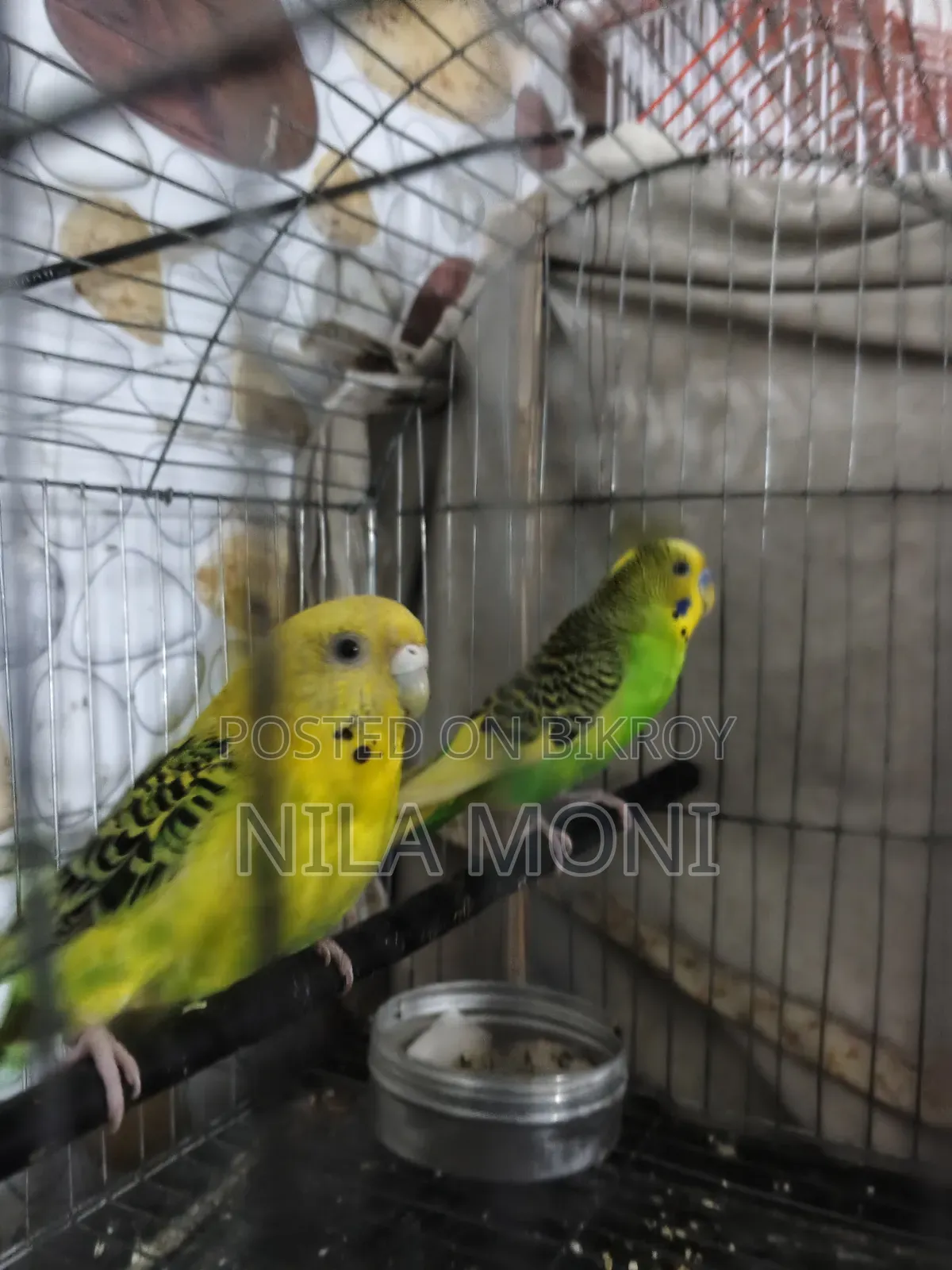 Budgerigar Bird