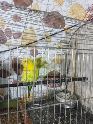 Budgerigar Bird