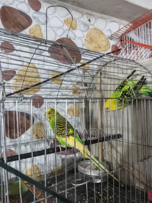 Budgerigar Bird