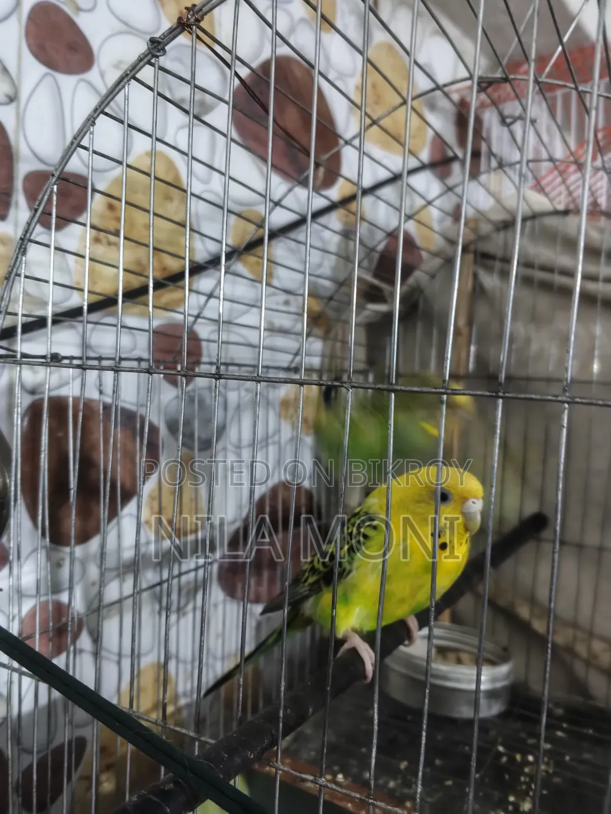 Budgerigar Bird
