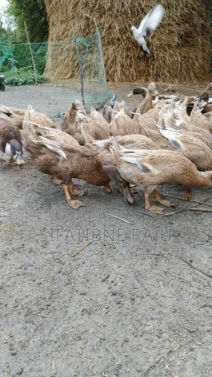 Ducks for sale, suitable for egg laying, Degi ducks only 90 pieces