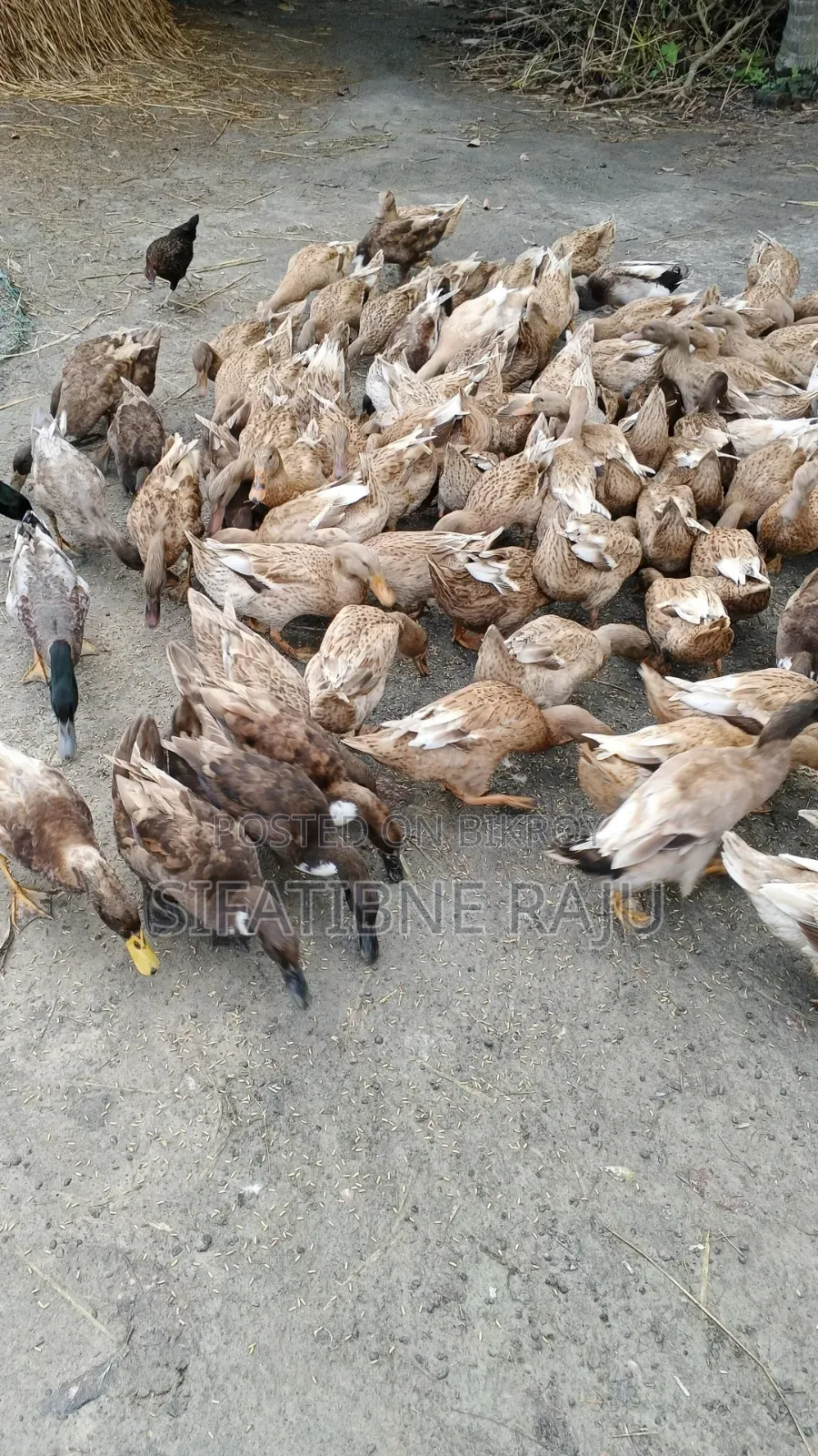 হাঁস বিক্রি করা হবে ডিম পাড়ার উপযুক্ত ডেগি হাস মাত্র ৯০ পিস