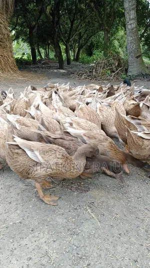 হাঁস বিক্রি করা হবে ডিম পাড়ার উপযুক্ত ডেগি হাস মাত্র ৯০ পিস