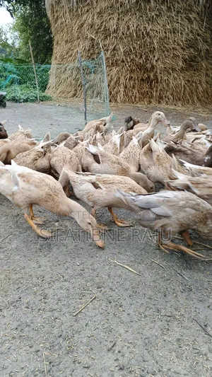 হাঁস বিক্রি করা হবে ডিম পাড়ার উপযুক্ত ডেগি হাস মাত্র ৯০ পিস