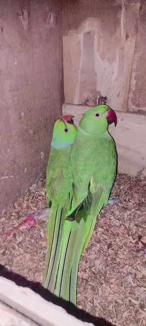 Running Rose-ringed Parakeet