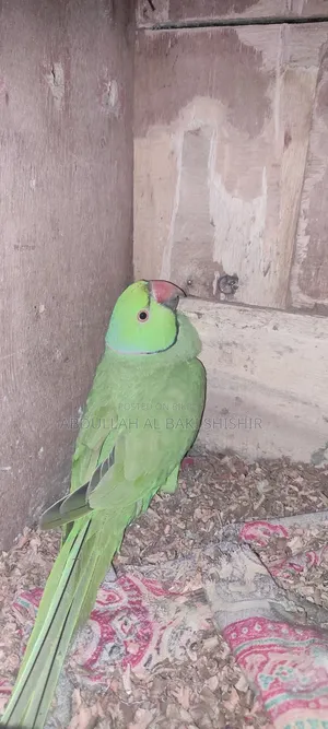 Running Rose-ringed Parakeet