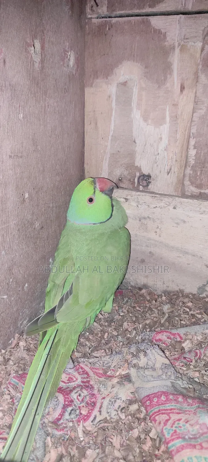 Running Rose-ringed Parakeet