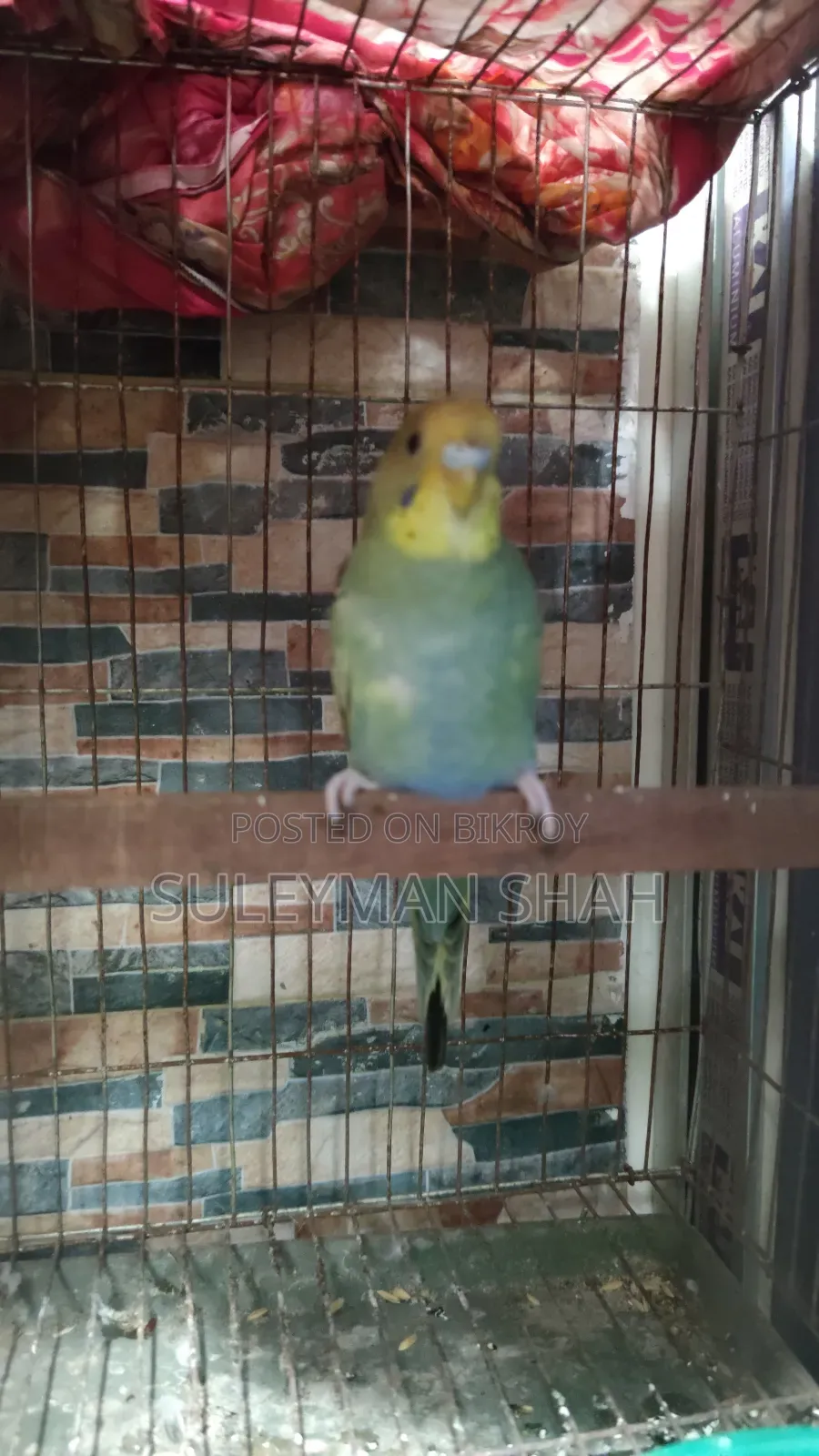 New Adult Male Budgerigar