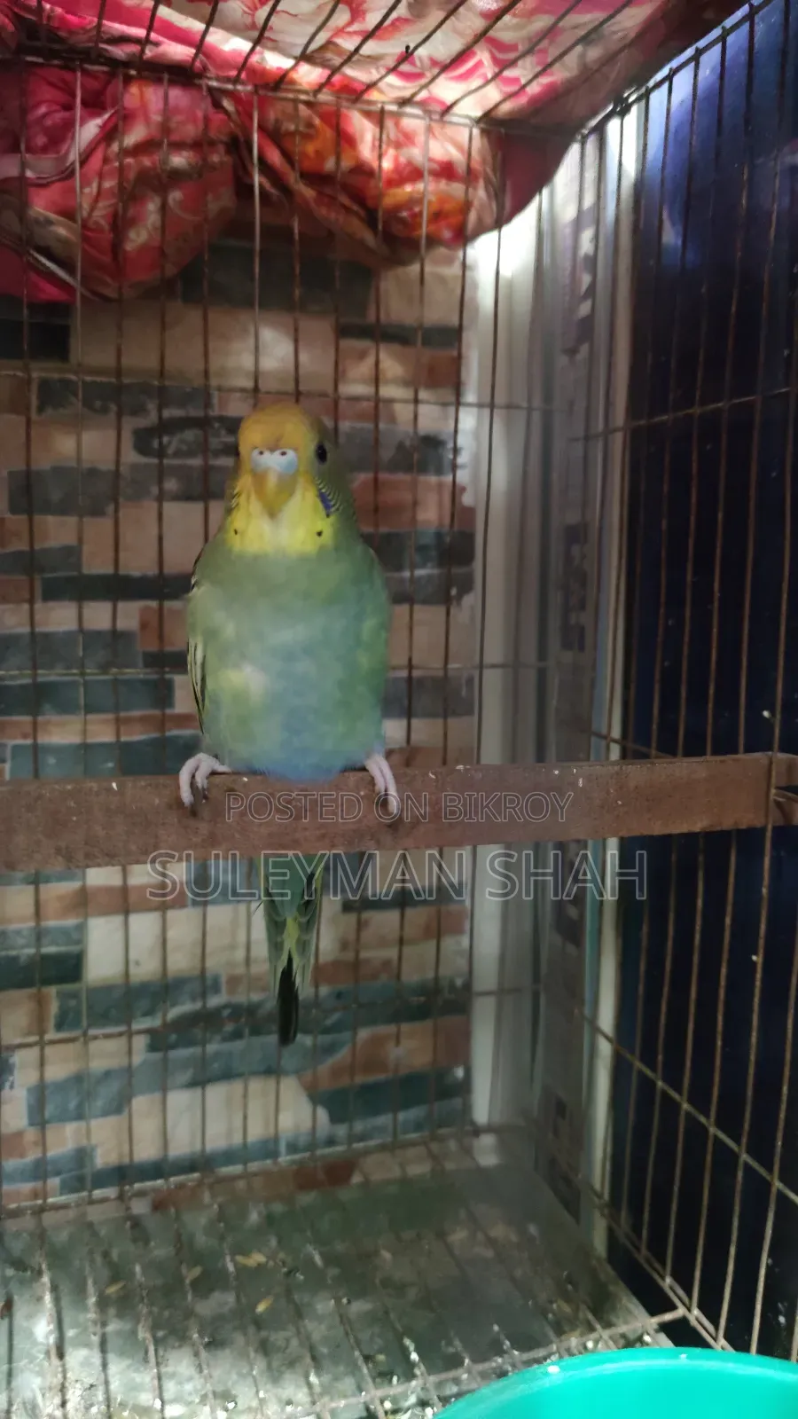 New Adult Male Budgerigar