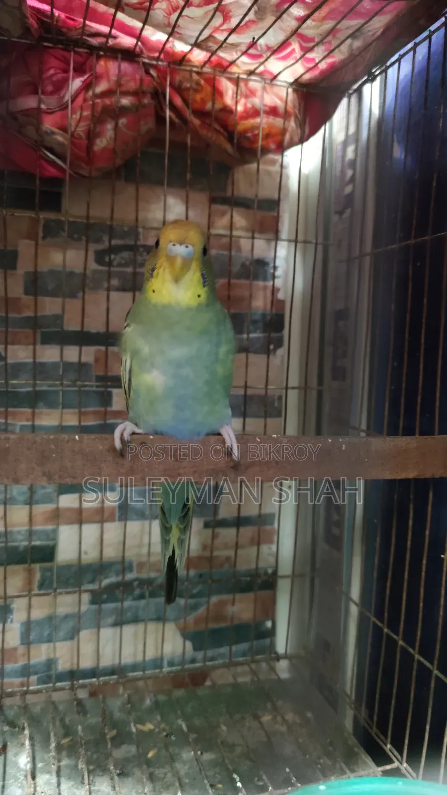 New Adult Male Budgerigar