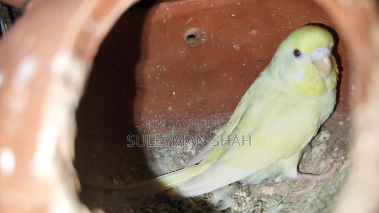 অ্যাডাল্ট লটিনো পেয়ার