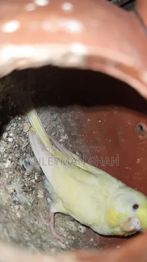 অ্যাডাল্ট লটিনো পেয়ার