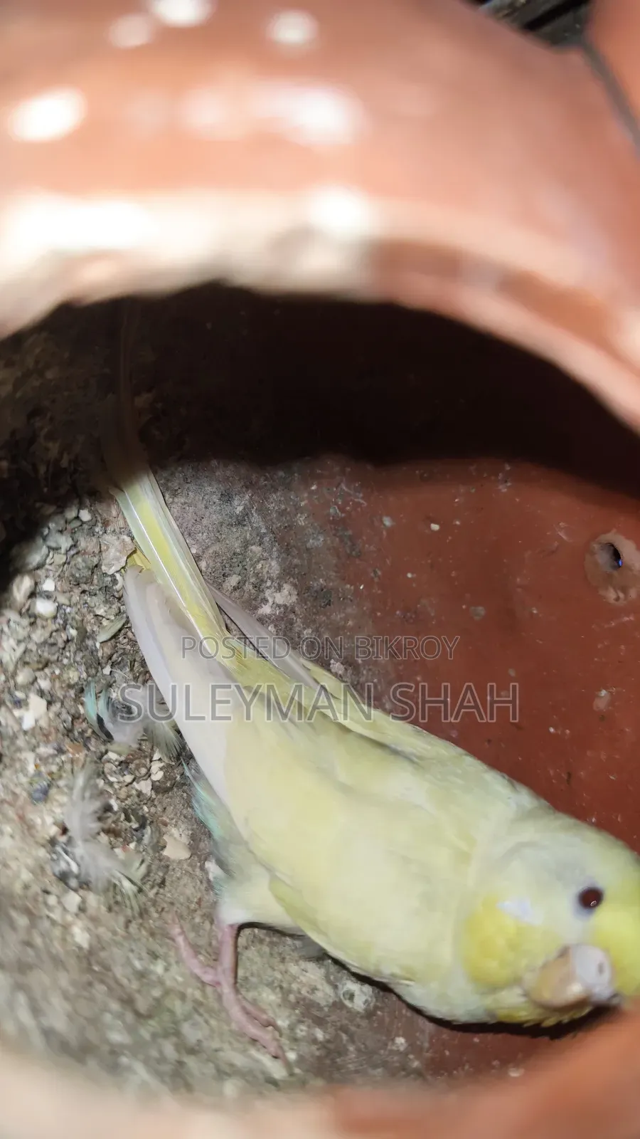 অ্যাডাল্ট লটিনো পেয়ার