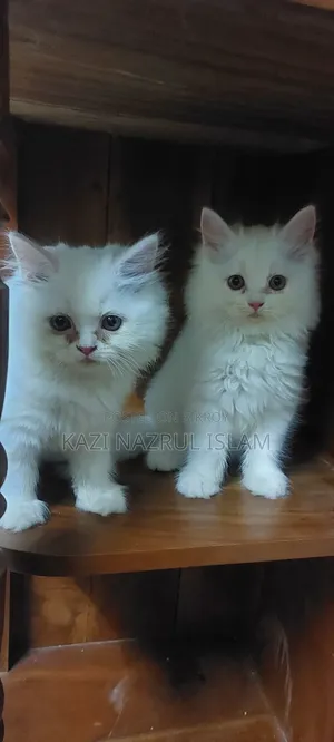 1-3 months Male Purebred Persian