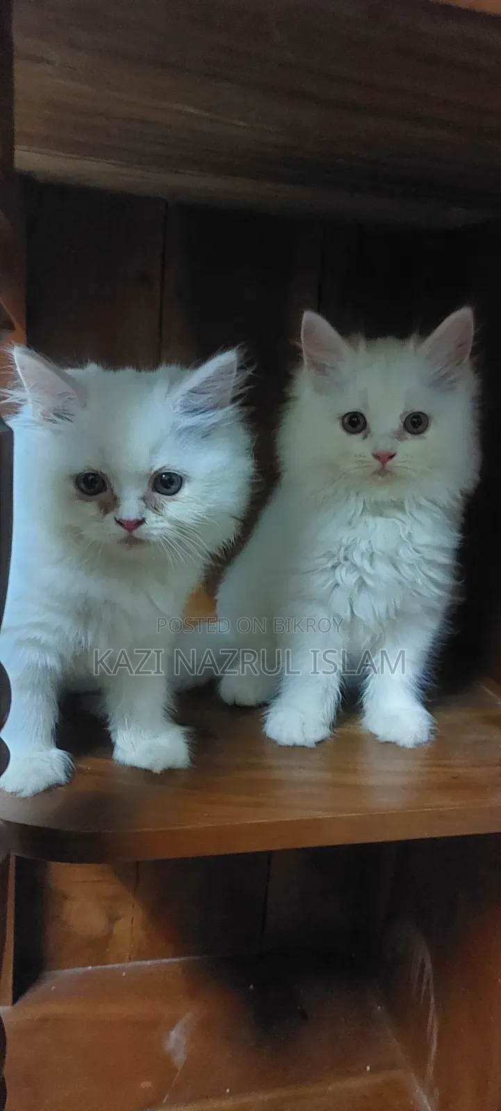 1-3 months Male Purebred Persian