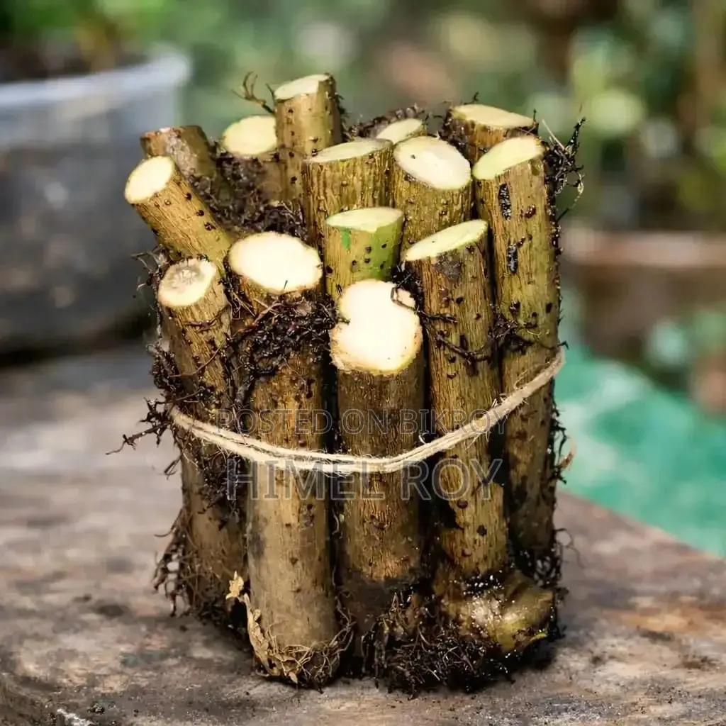 Local Chui Jhal