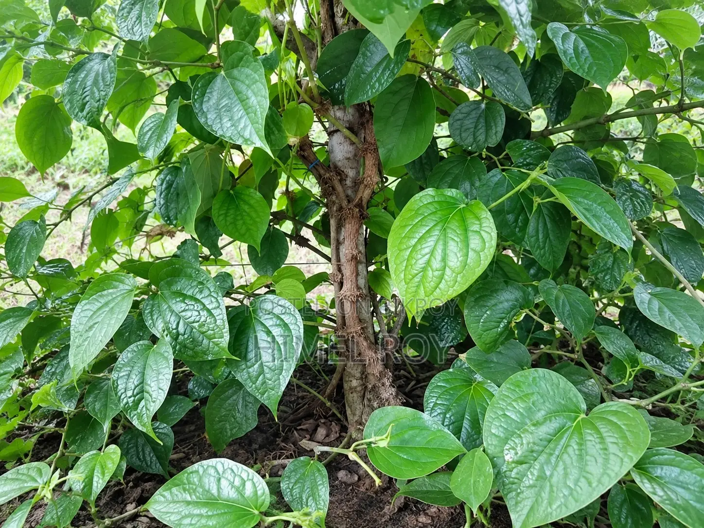 Local Chui Jhal