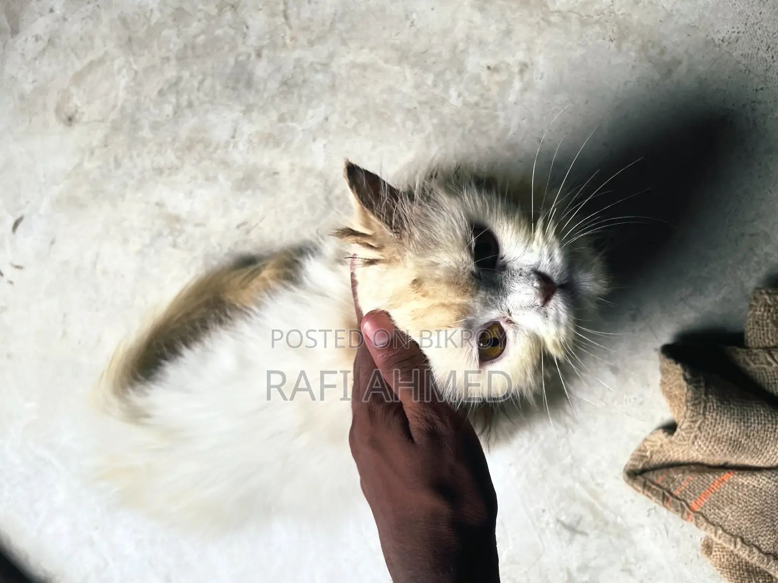 1+ year Female Purebred Persian