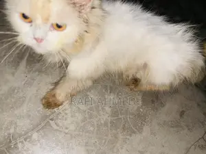 1+ year Female Purebred Persian