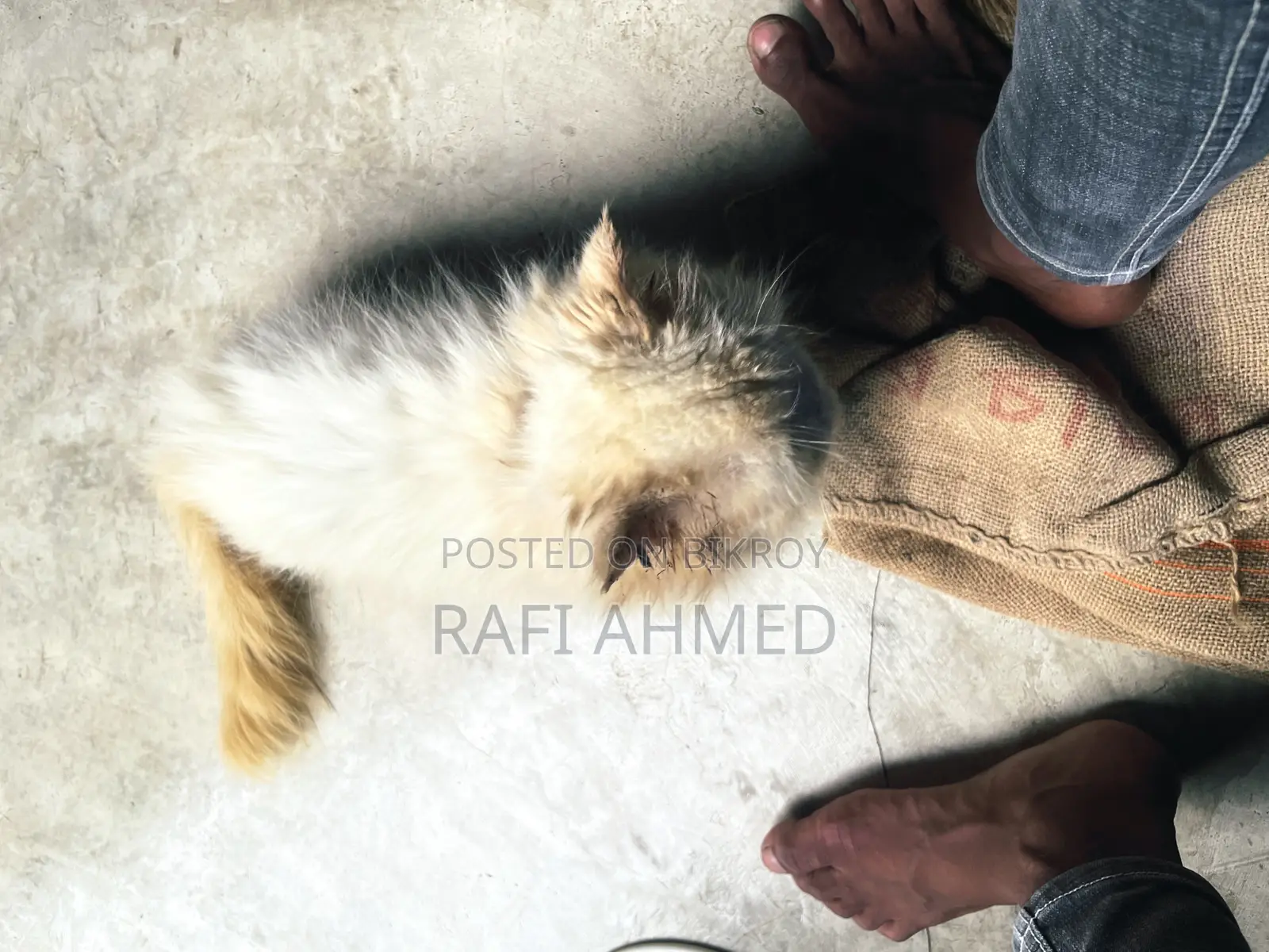 1+ year Female Purebred Persian