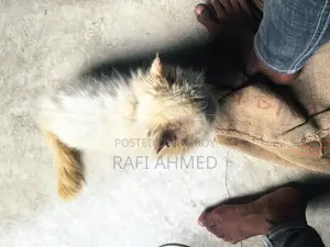 1+ year Female Purebred Persian