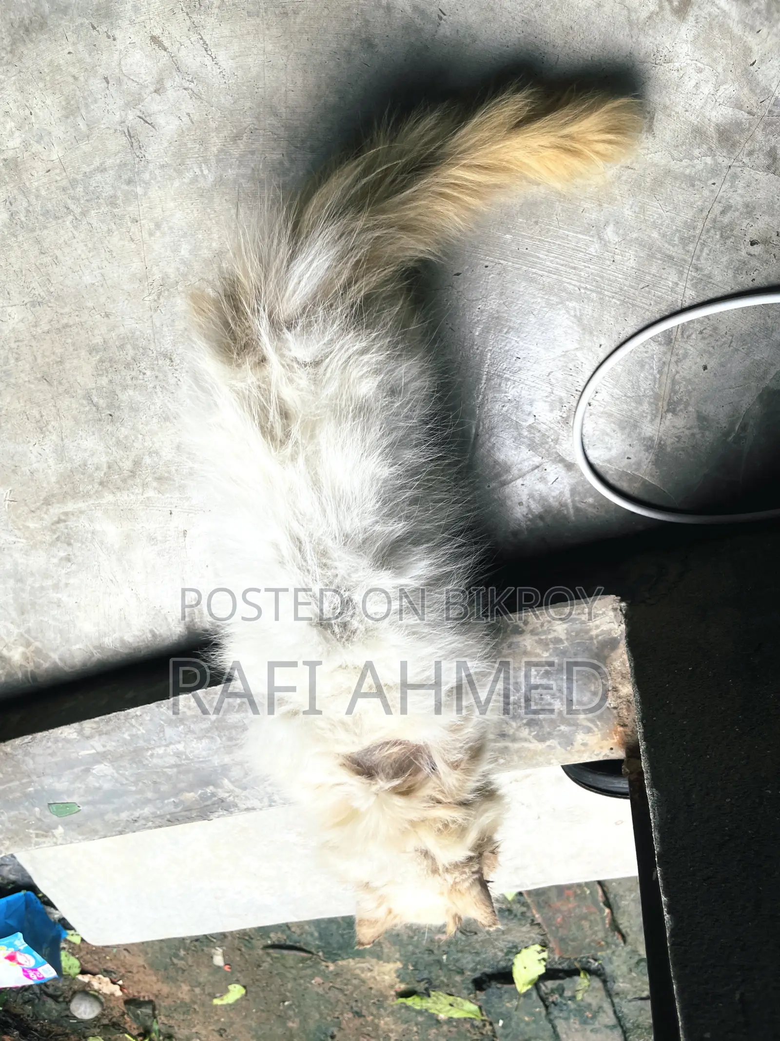 1+ year Female Purebred Persian