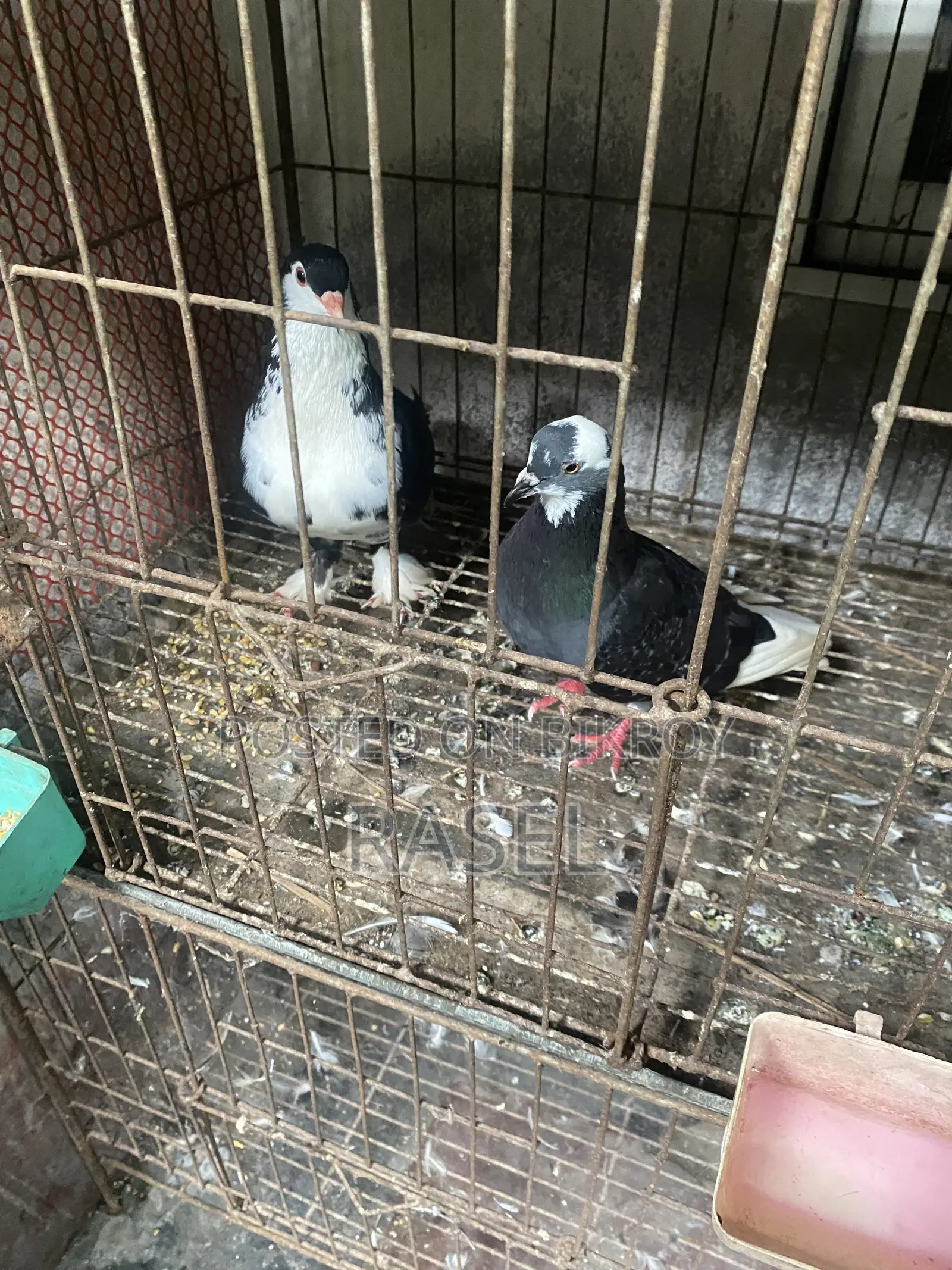 ১ পিস সিরাজী কবুতর