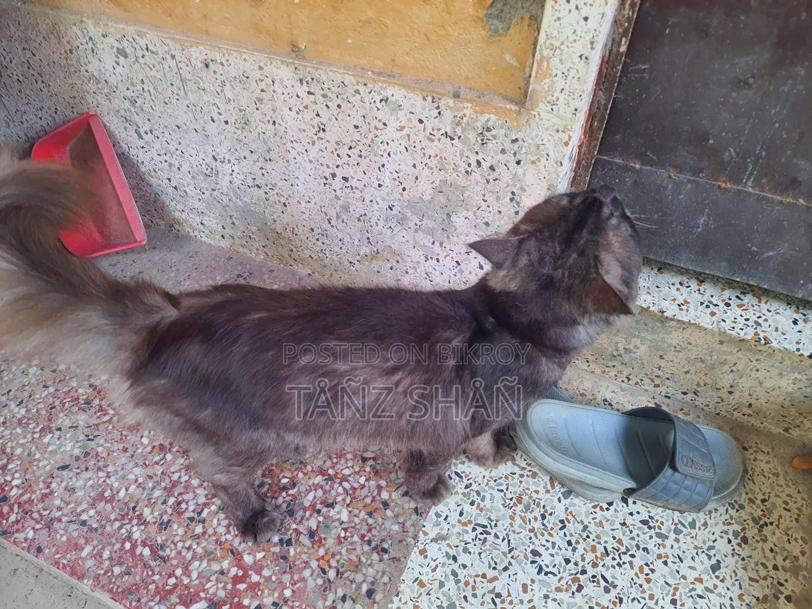6-12 months Male Purebred Persian