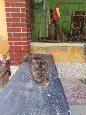 6-12 months Male Purebred Persian