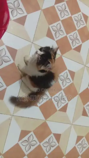 1-3 months Female Purebred Persian