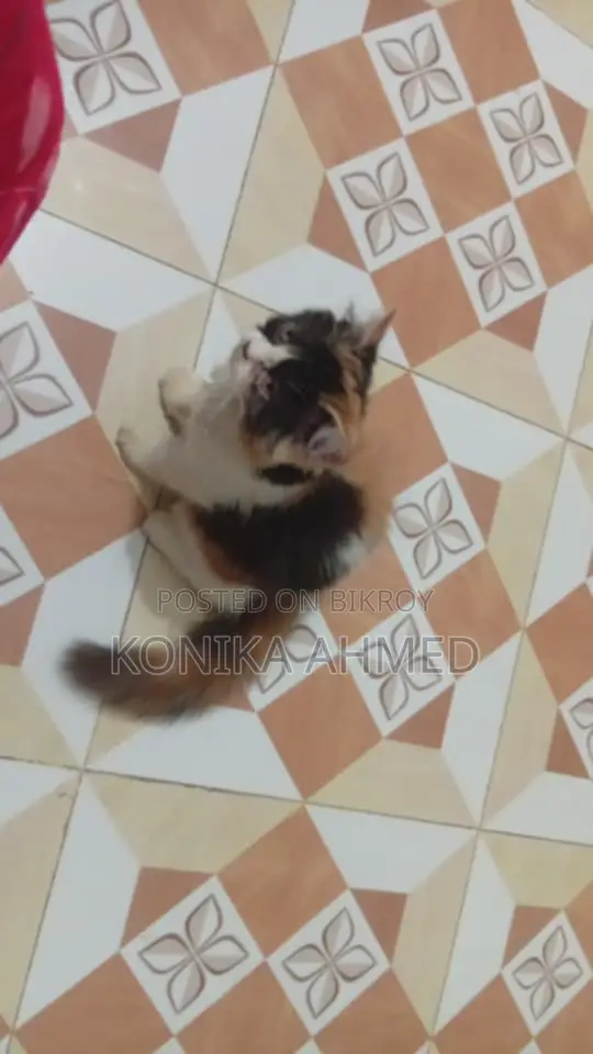 1-3 months Female Purebred Persian