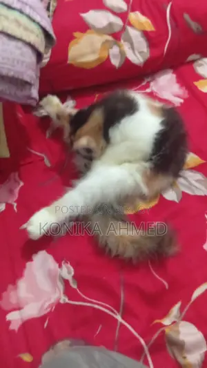 1-3 months Female Purebred Persian