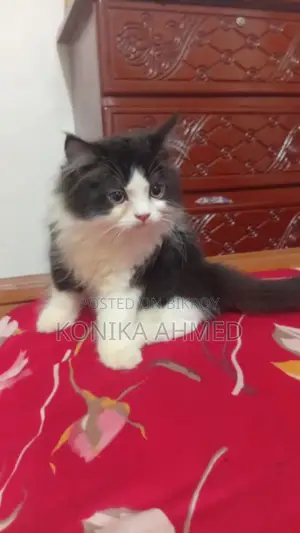 1-3 months Female Purebred Persian