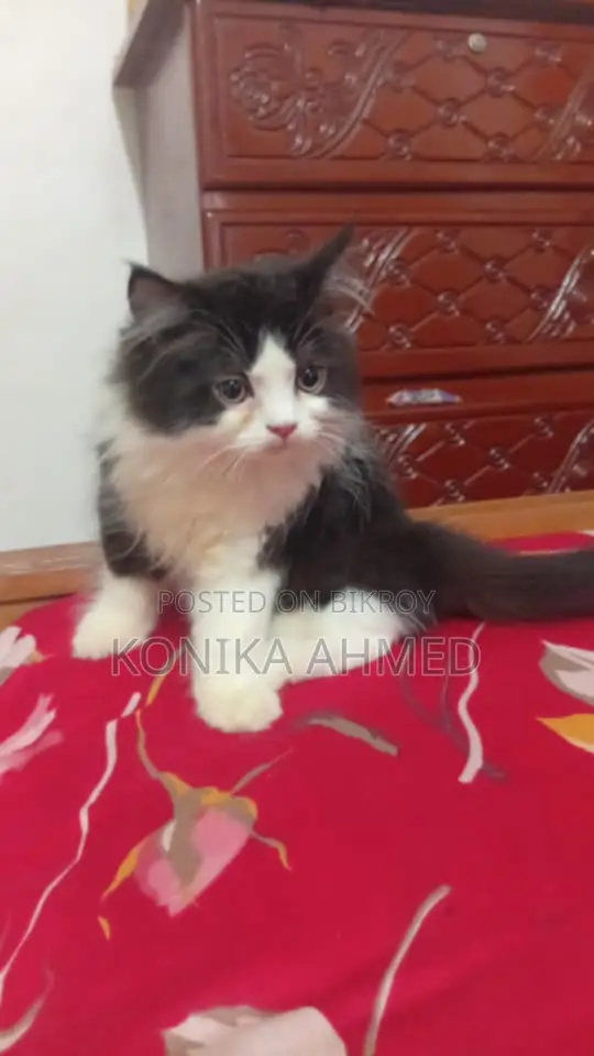 1-3 months Female Purebred Persian