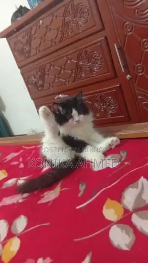 1-3 months Female Purebred Persian